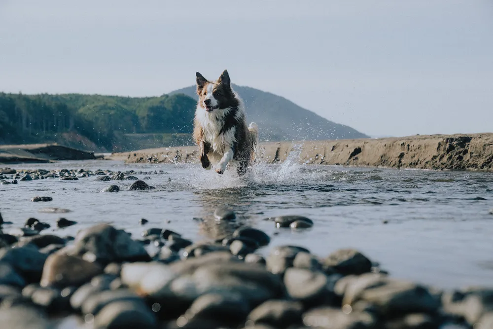 Best Proteins for Dogs